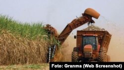 "Menos azúcar significa que habrá menos jarabe y alcohol para diversas industrias y, por supuesto, ron", dijo el economista cubano Omar Everleny. / Foto: Granma