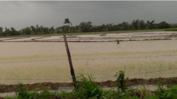 Idalia deja a Pinar del Río con daños en la agricultura debido a los fuertes vientos y lluvias que la acompañaron.