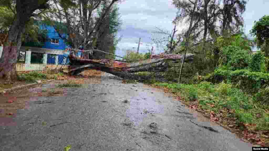 Arboles caídos en el municipio Playa tras el paso de la baja extratropical por la capital cubana. (Facebook/Emilio Rodríguez Pupo)