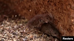 Ratones, transmisores de la leptospirosis. (REUTERS/Daniel Munoz/Archivo)