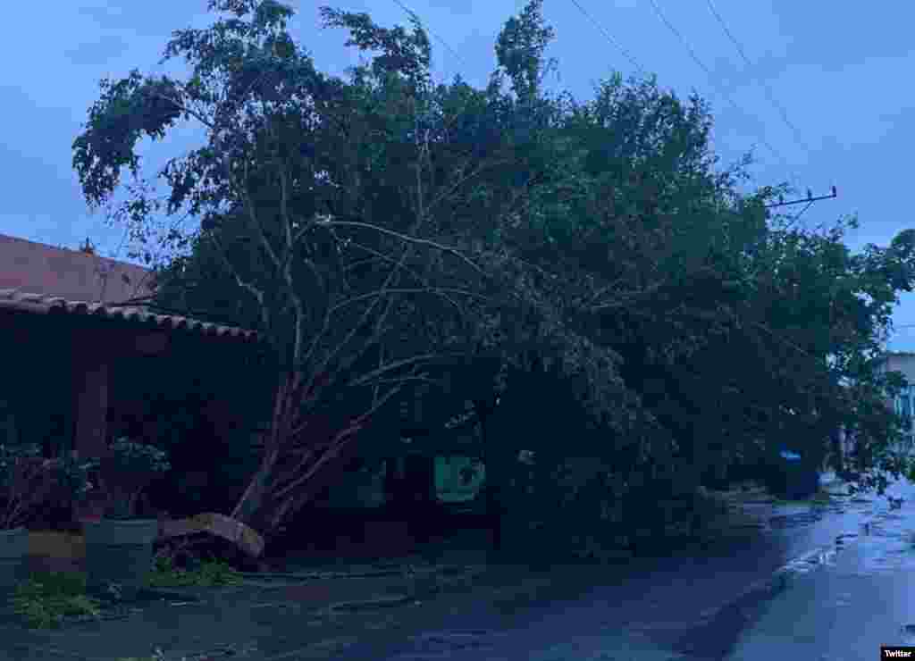 Un árbol arrancado de raíz por los vientos de Ian, en la ciudad de Pinar del Río. (Foto: @CanalCaribeCuba)