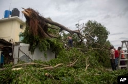 El viento de Ian arrancó árboles de raíz en La Habana. (AP/Ismael Francisco)