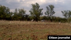 Las tierras ociosas abundan en Cuba. (Archivo)