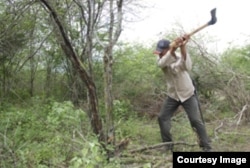 Cortando marabú en Cuba