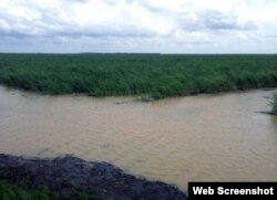 Daños en Azcuba. Campos de caña anegados