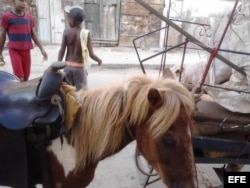 Montar un poni: sueño de cualquier pequeñín.