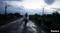 Un hombre guía el ganado en Palma Sola, Cuba, el 18 de junio de 2024. REUTERS/Alexandre Meneghini