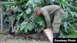 Del EJT recogiendo café