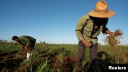 Huracán Rafael remarca vulnerabilidad del frágil sistema agrícola cubano