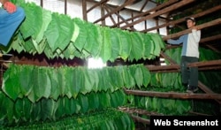 Cosecheros de tabaco tratan de salvar la hoja en medio de las lluvias