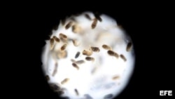 Un grupo de pupas del mosquito de la variedad "Aedes aegytpi", el cual transmite el virus del zika, dengue y chikungunya visto con un lente macro. EFE/Archivo