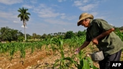 Un campesino cuida su sembrado en in Jiguaní, Granma.