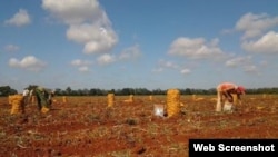 Campo de papas en el municipio de Guira de Melena.