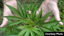 El cultivo de marihuana en interiores parece haber llegado a Cuba. Archivo.