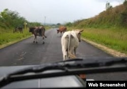 Animales en la vía, una de las causas de accidentes fatales en Cuba.