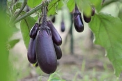 La “Bt brinjal”, una berenjena genéticamente modificada que es resistente a los insectos, se cultiva en Bangladés. (©Cornell Alliance for Science)