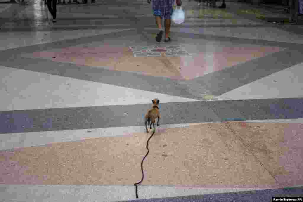 Un perro con correa camina detrás de su dueño en La Habana, Cuba.