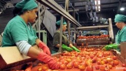 Campesinos disminuyen producción de tomate ante falta de atención del estado