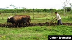 Campesino trabaja la tierra en La Habana. Foto Lázaro Yuri Valle.