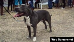 Perros usados para peleas en La Habana, Cuba.