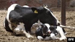 Los cubanos no practican el hinduísmo, pero las vacas en Cuba son sagradas... para la mayoría.