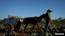 Un campesino recoge coles en Santiago de las Vegas, La Habana. (Foto: Reuters/Alexandre Meneghini)