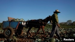 El campesino Luis Plutin en Santiago de las Vegas, La Habana, el 2 de abril de 2020 (Alexandre Meneghini / Reuters).