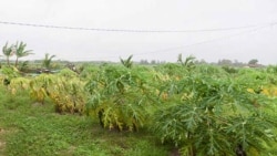 Leydis Tabares y Jorge Bello explican como la mala gestión ha arruinado la productividad campesina en Cuba