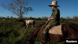 Un campesino pastorea su ganado en una finca de la localidad de Caimito, en Artemisa, Cuba. (Reuters/Alexandre Meneghini)