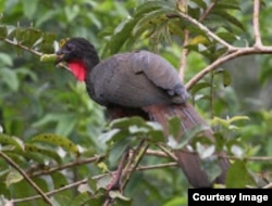 En Venezuela, la "pava" origina su nombre de un ave nacional llamada "pavita", de la familia de las lechuzas, y como ésta última es un ave de mal agüero.