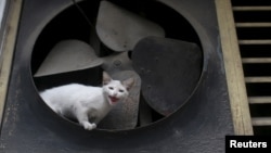 Un gato callejero. Los casos de rabia en Holguín se asocian a mordeduras y lesiones provocadas principalmente por este felino. (REUTERS/Alexandre Meneghini)