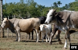 Vacas pastando en una finca en San Juan y Martinez, Pinar del Río. EFE