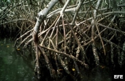 Los manglares impiden la intrusión salina en terrenos agrícolas y fuentes de agua.