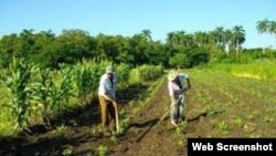 Reporta Cuba Campesinos cubanos trabajando