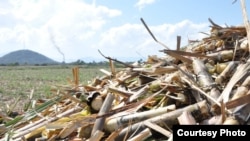 Campos de caña de azúcar en Cuba.