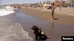 Brown, de 2 años, un perro labrador retriever macho, espera las órdenes de Miguel Sánchez-Merenciano durante un entrenamiento de rescate, en la playa de Levante, en el sur de España. REUTERS/Jon Nazca