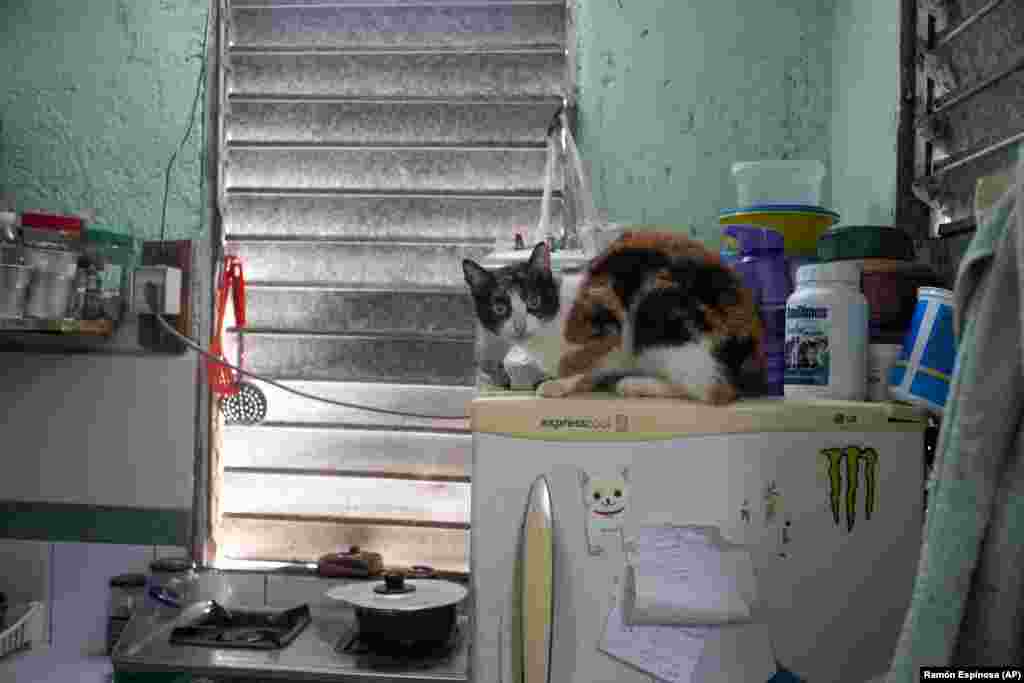 Un gato se ve en el un refrigerador en el refugio adopciones por amor en La Habana, Cuba.