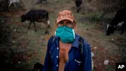 Un campesino vigila las vacas en una finca a las afueras de La Habana. (AP/Ramón Espinosa)