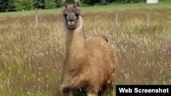 Cormac, la llama que vive en una granja de Washington. (Cortesía de Triple J. Farms)