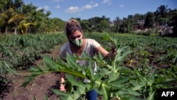 Una mujer trabaja en una granja en La Habana. (Yamil Lage/AFP).