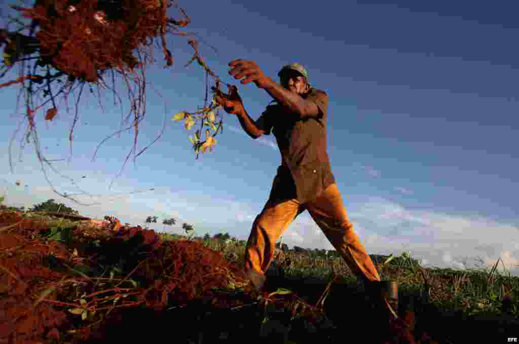 Los campesinos privados producen m&aacute;s leche, viandas y hortalizas, que el sector estatal y cooperativo juntos.