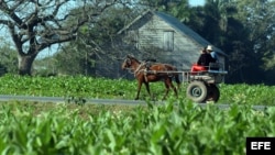 Productores se quejan de que no siempre reciben lo productos básicos como fertilizante y combustible. 